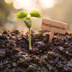 Brotes de Transformación
